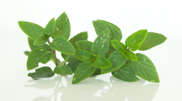 Nurturing Peppermint for Itchy Scalp Relief and Dandruff Relief