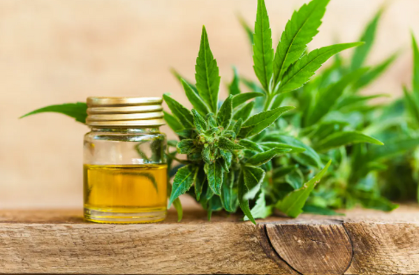 Cannabis Vs Turmeric: A Scientific Look