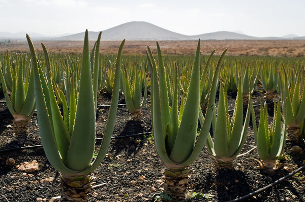 Which ingredients to avoid in Aloe Vera Products