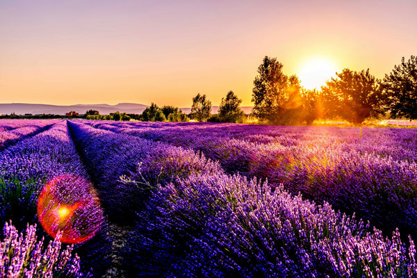 5 Reasons to Love Topical Lavender by ANSHI