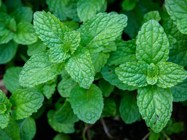 Using ANSHI Peppermint Essential Oil for Nausea and Vomiting